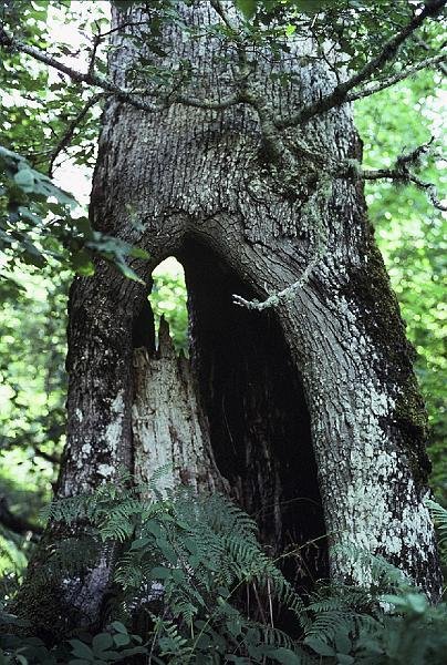 Quercus petraea (2)